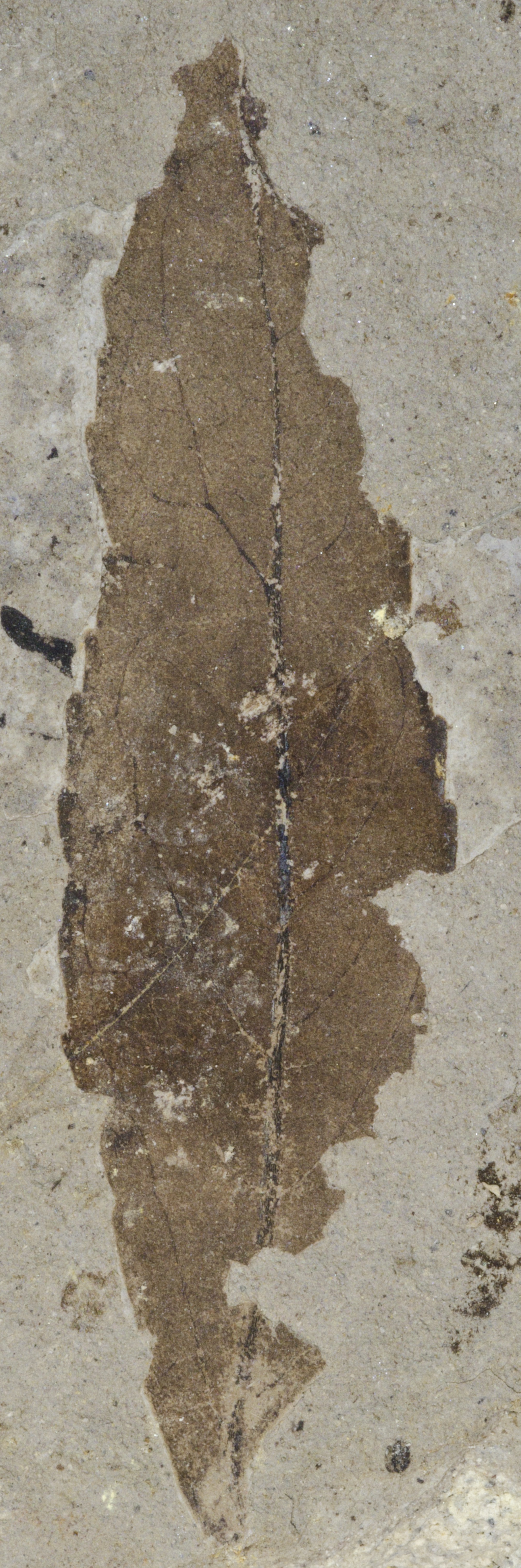 Fossil Image