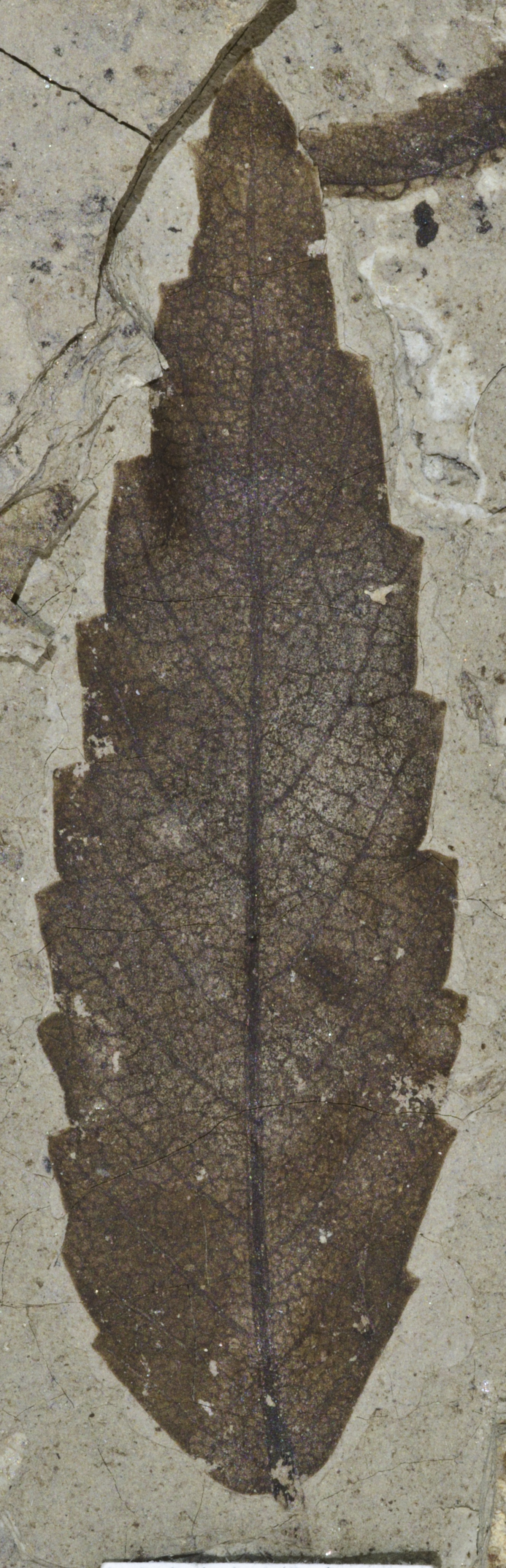 Fossil Image