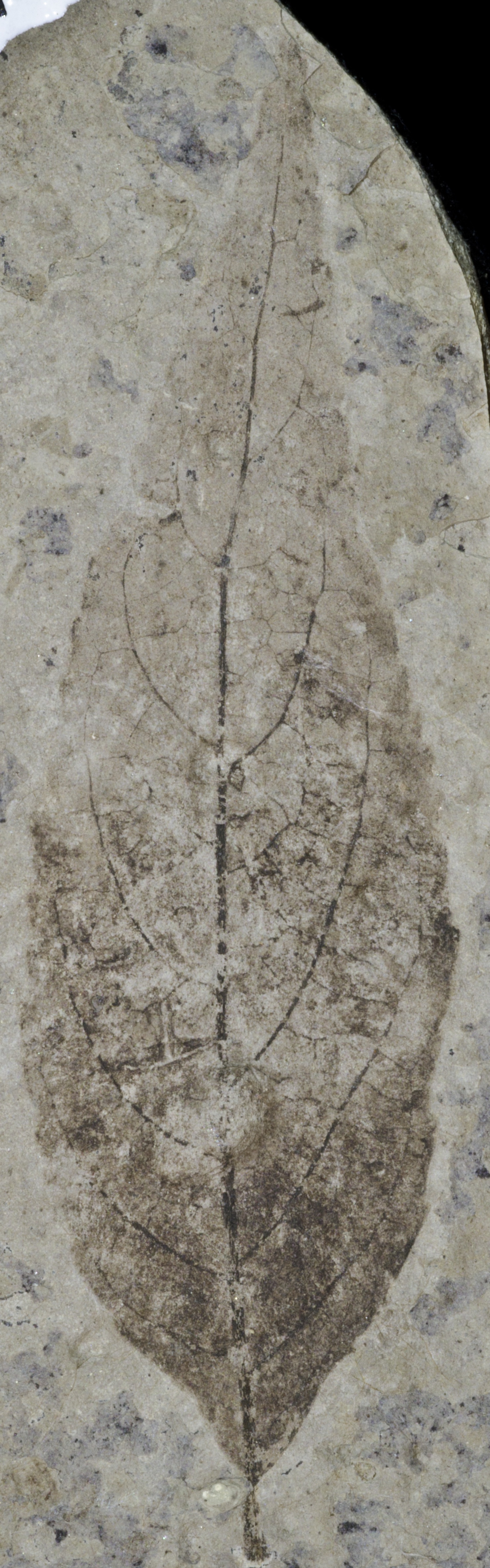 Fossil Image