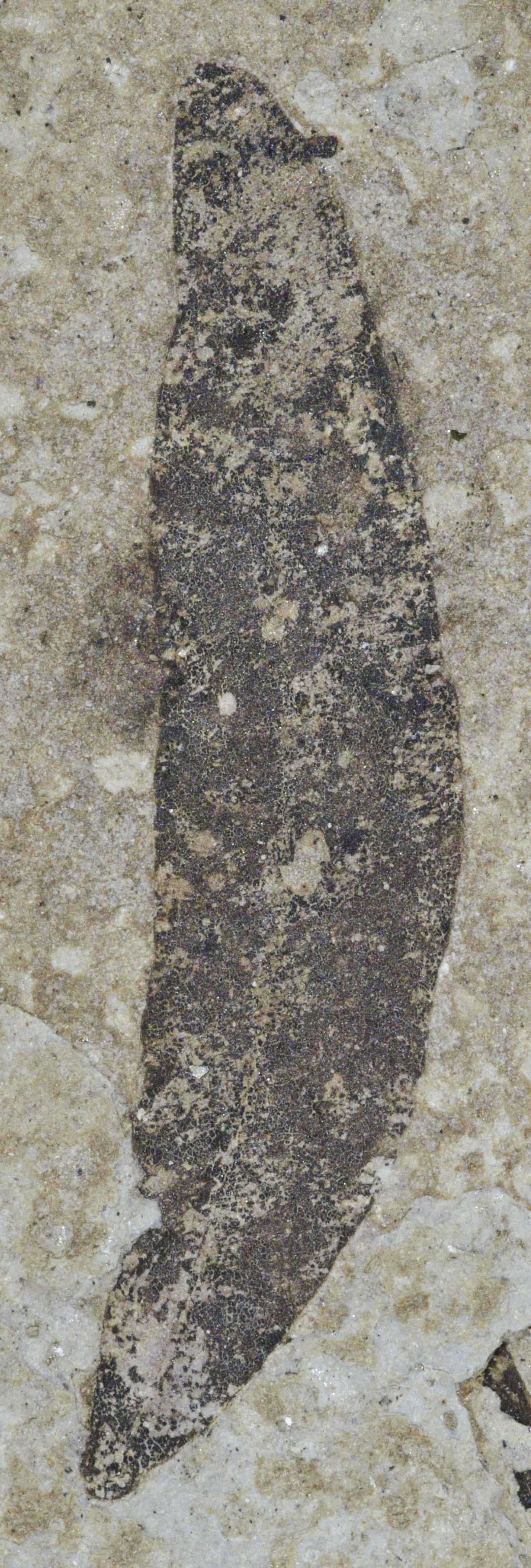 Fossil Image
