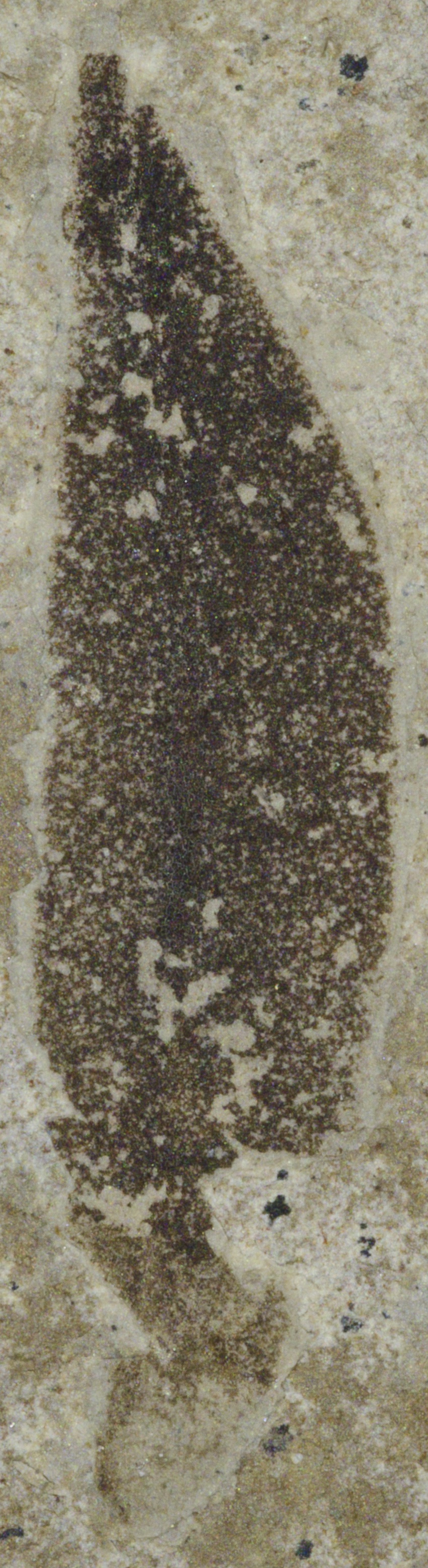 Fossil Image