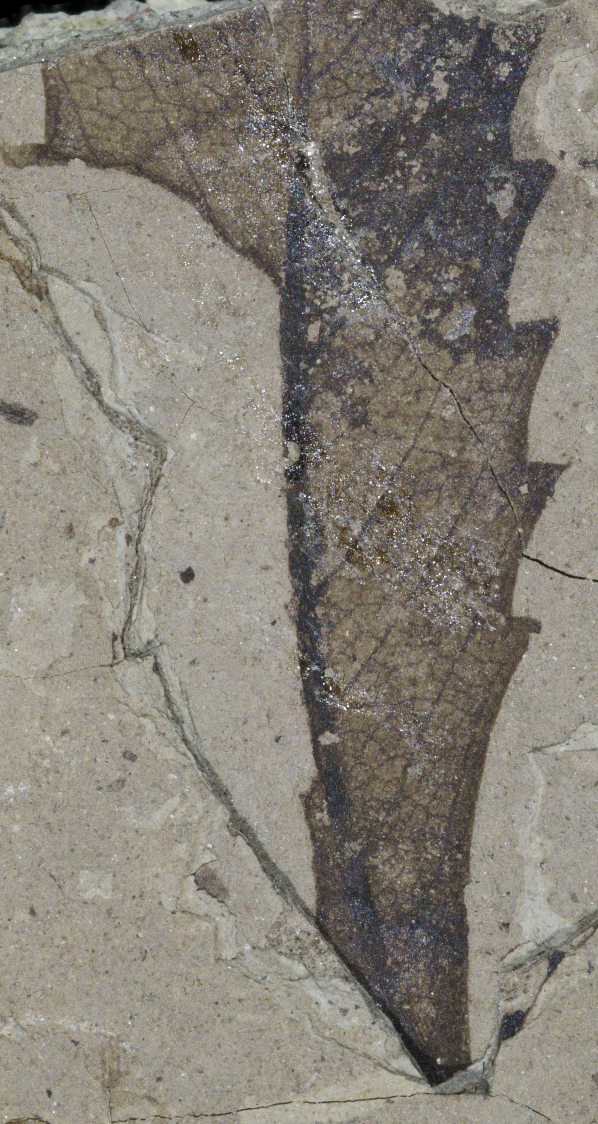 Fossil Image