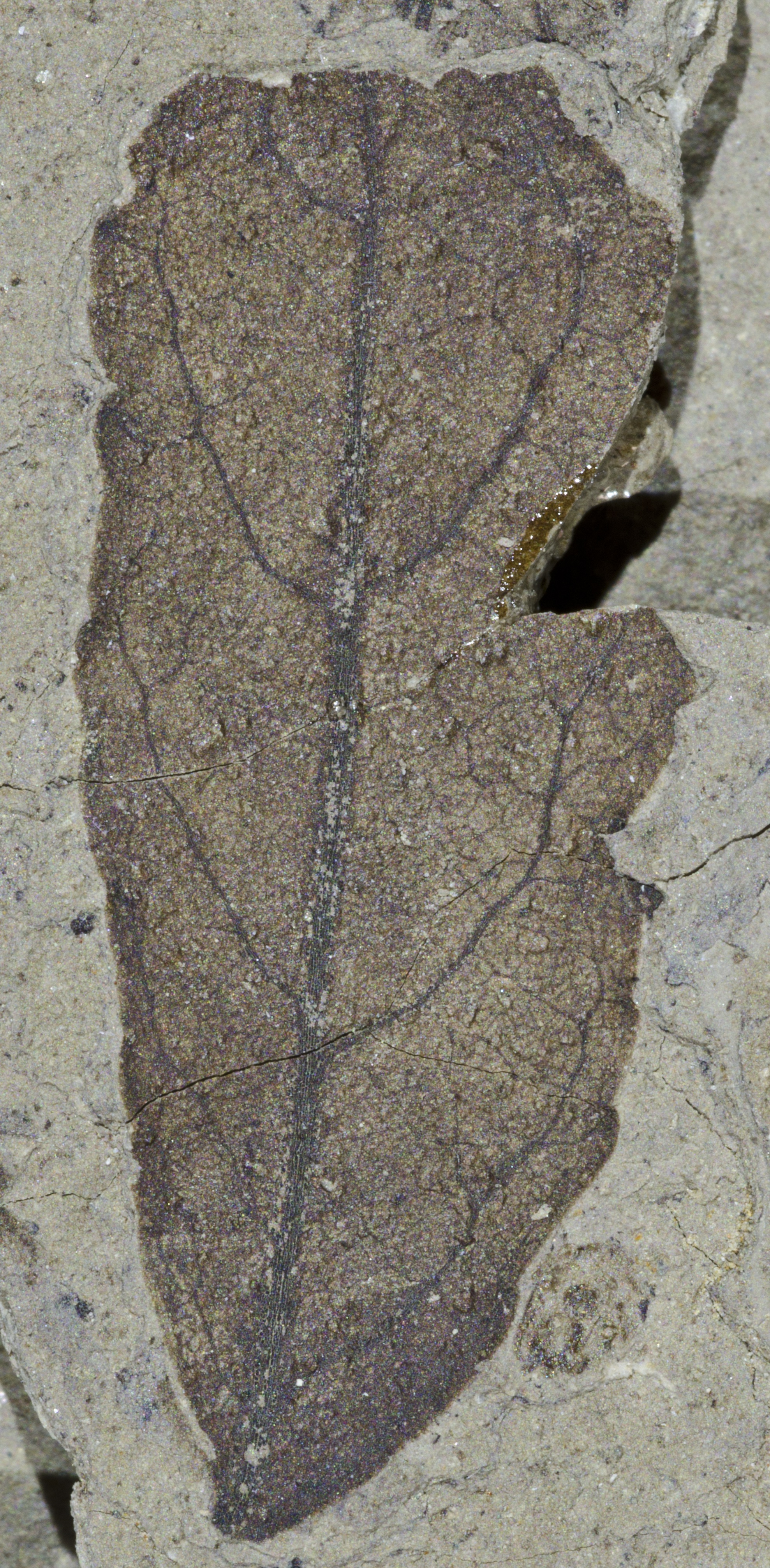 Fossil Image