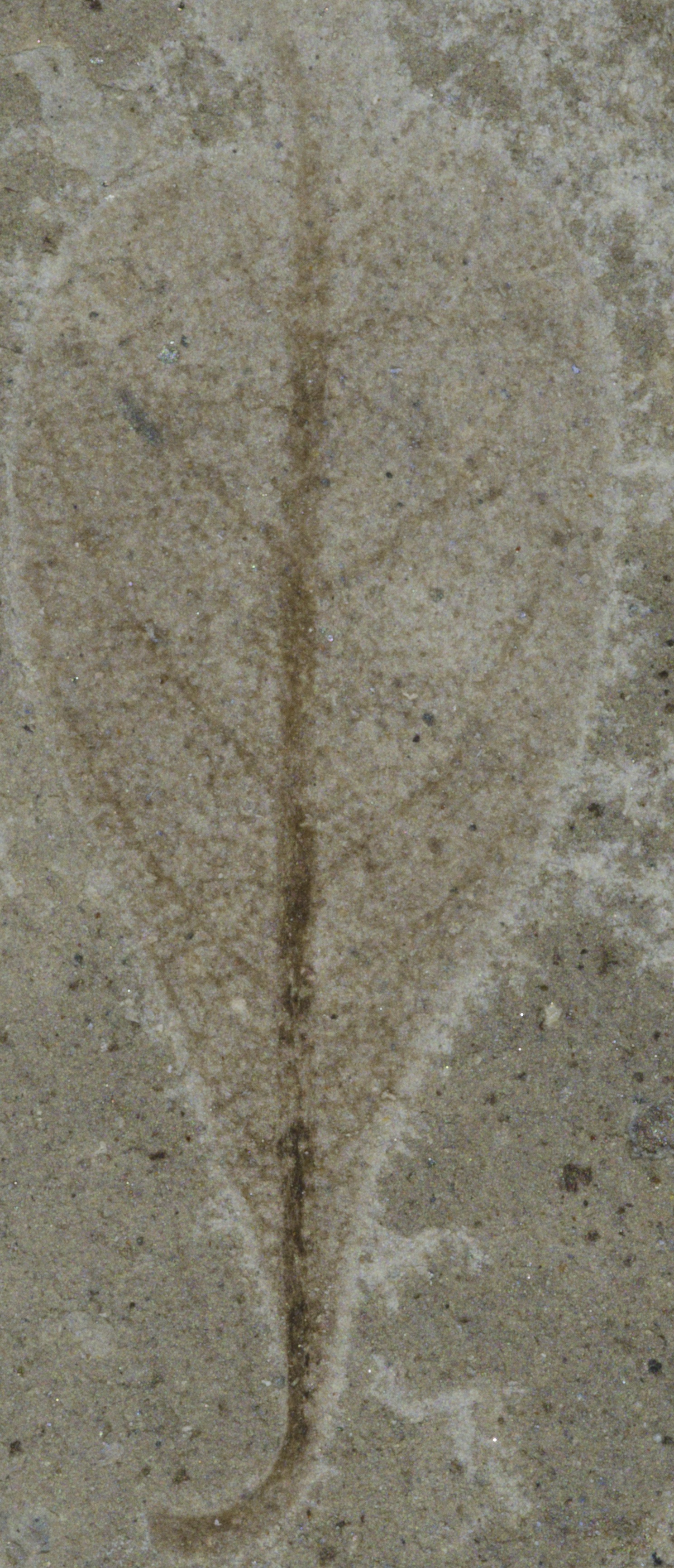 Fossil Image