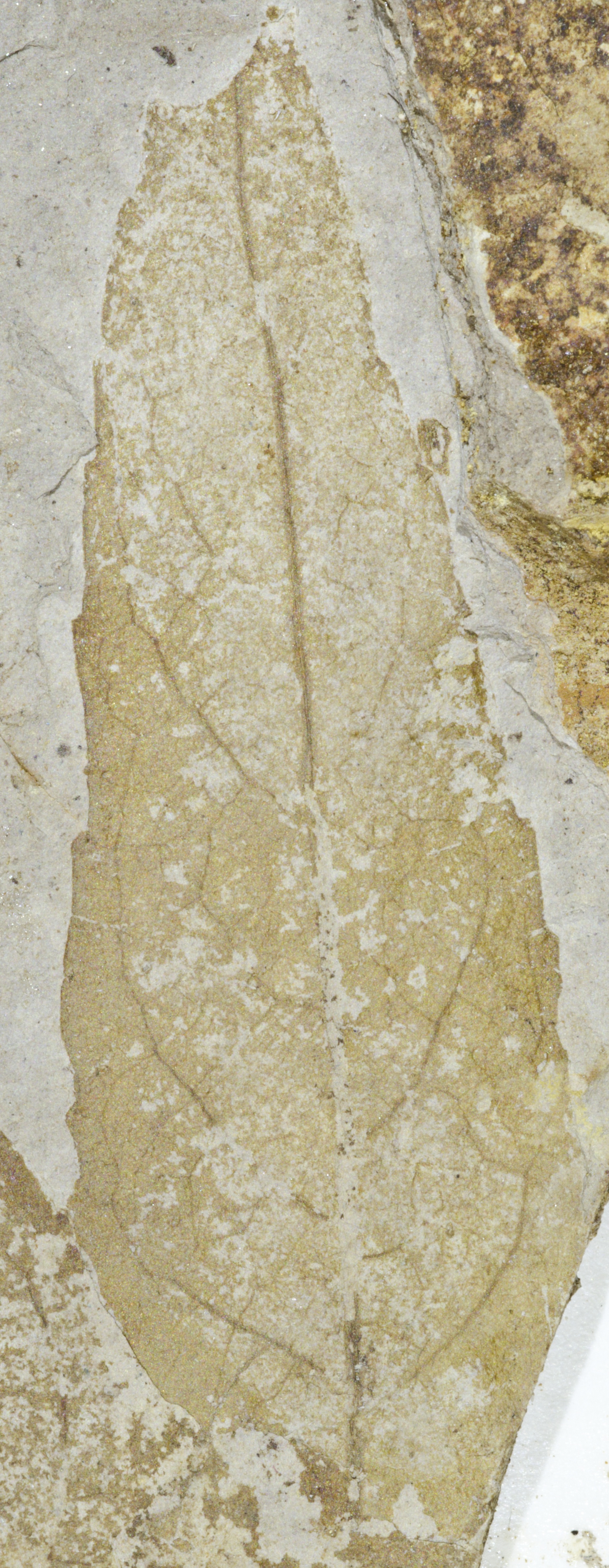 Fossil Image