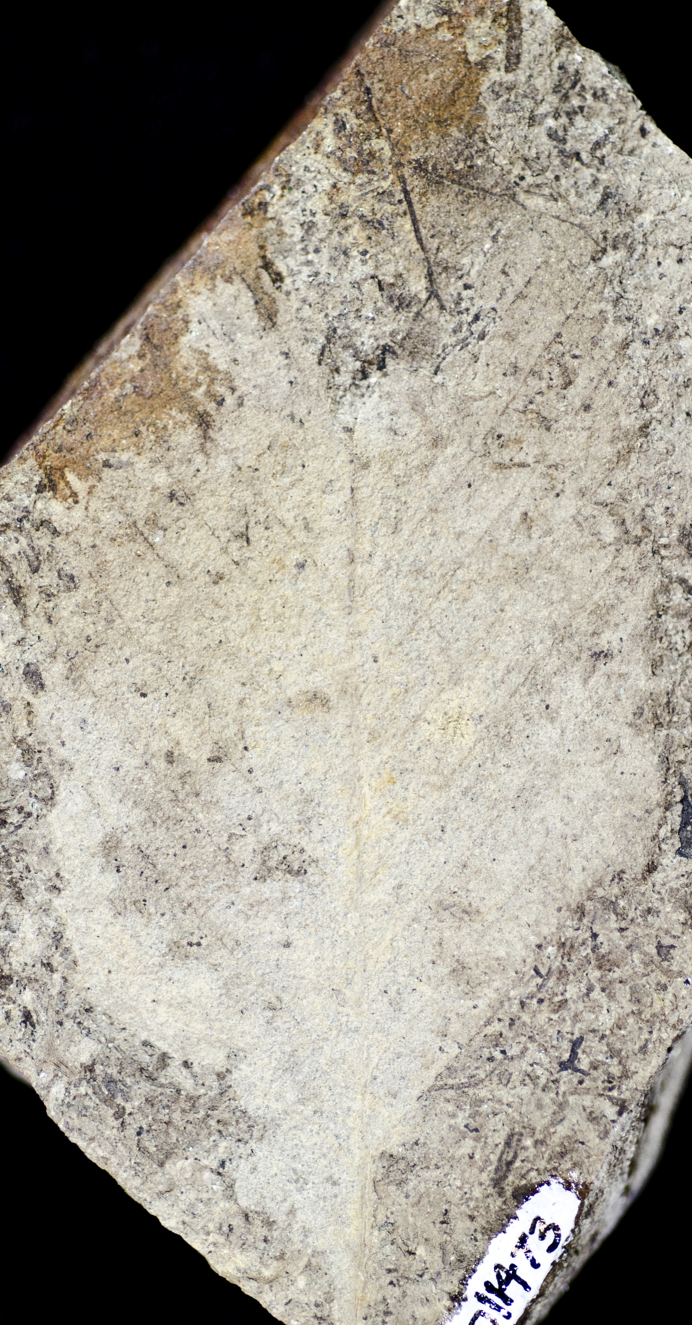 Fossil Image