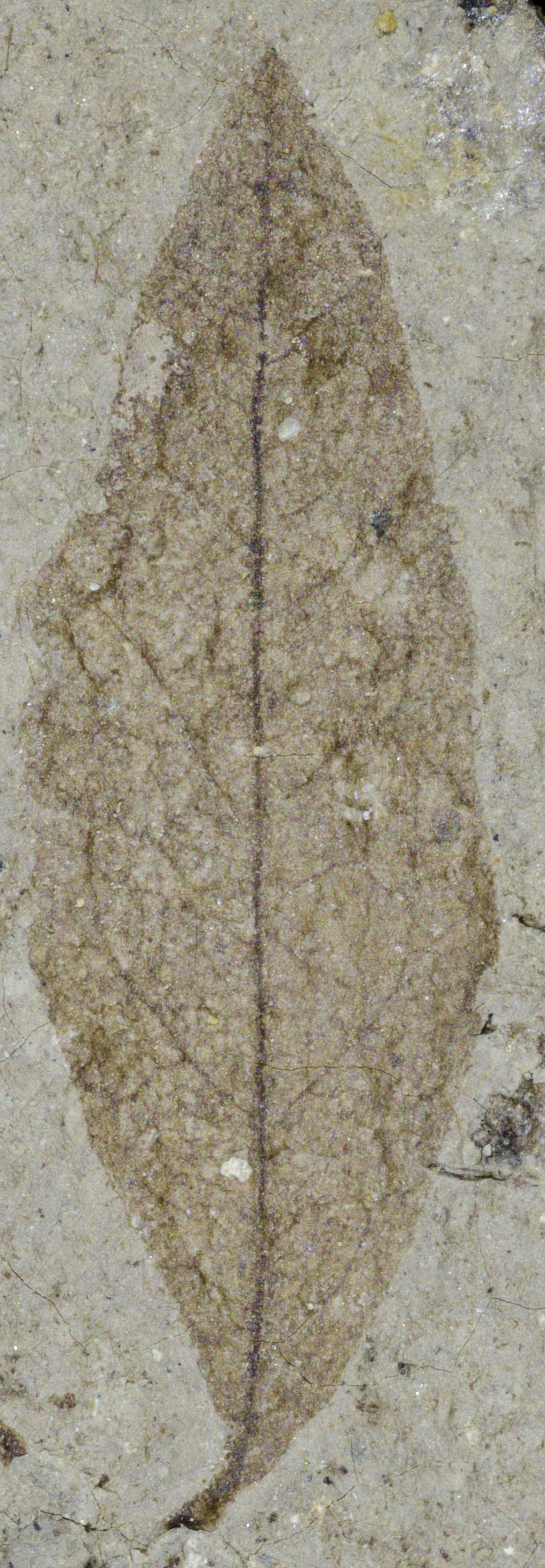 Fossil Image
