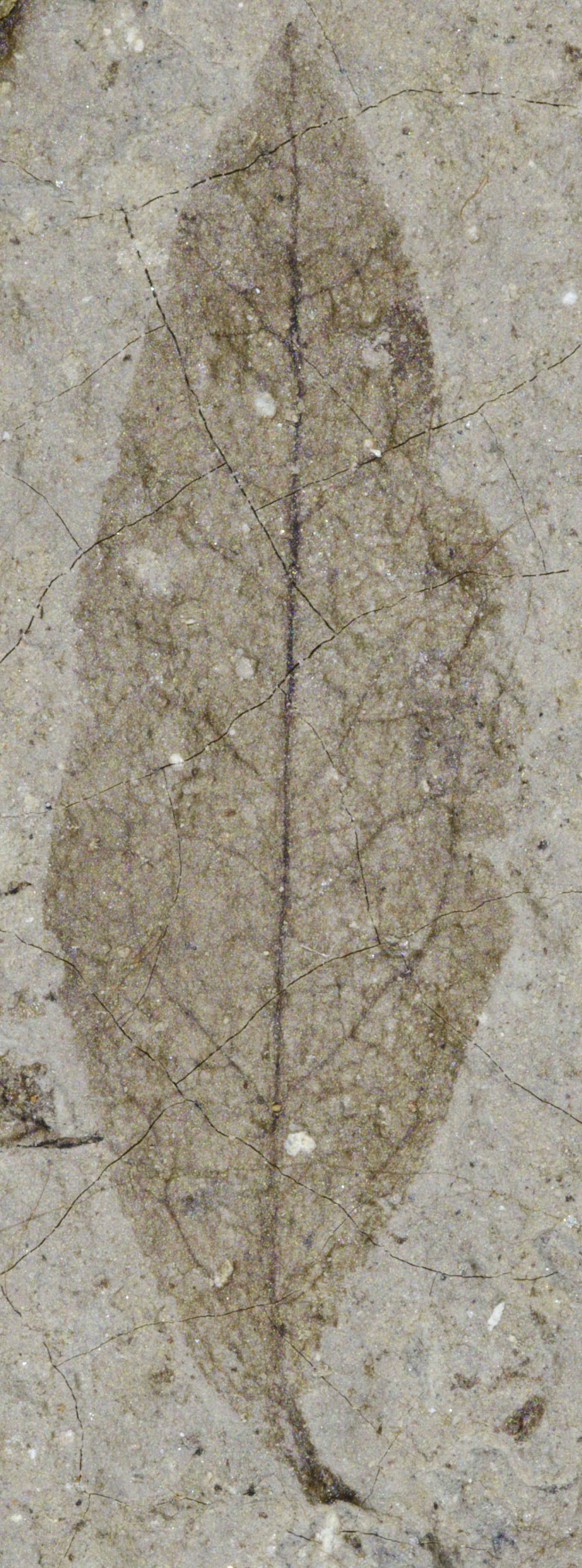 Fossil Image