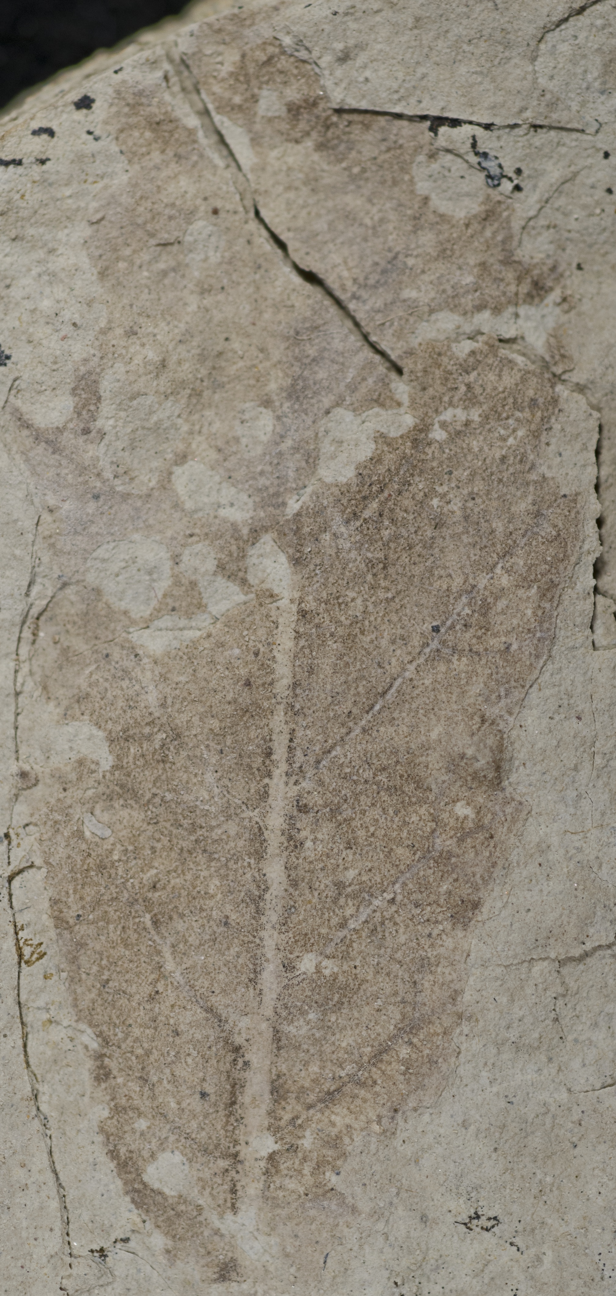 Fossil Image