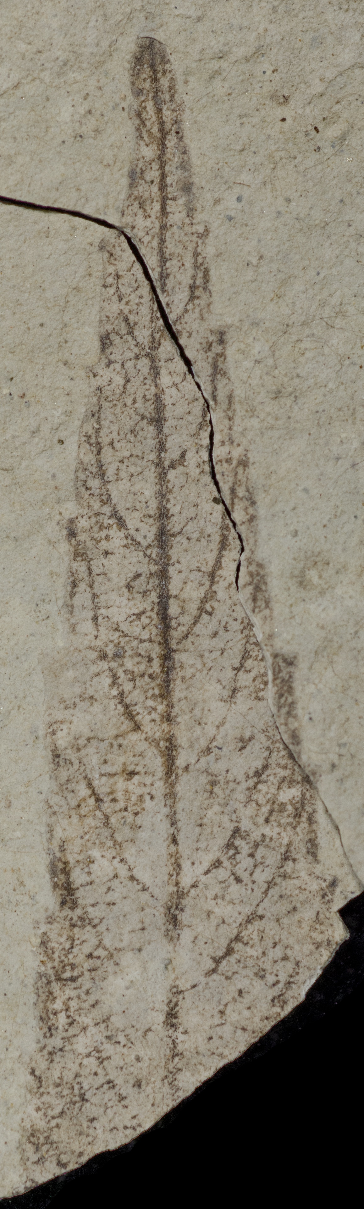 Fossil Image