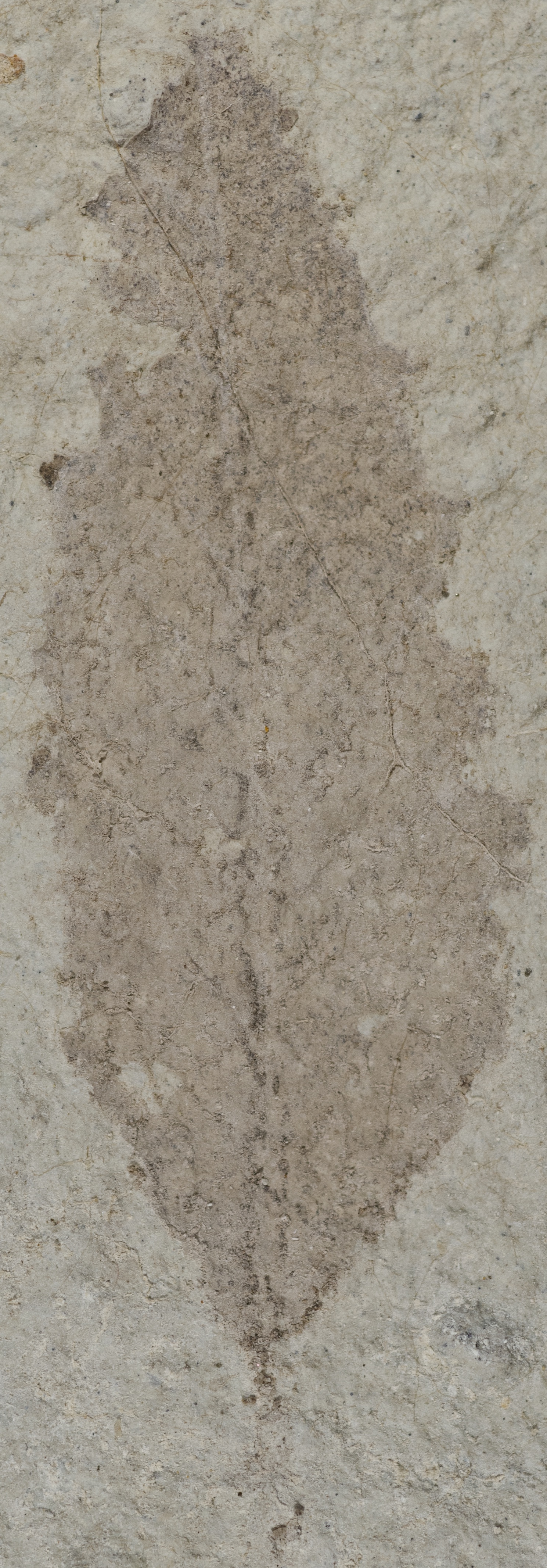 Fossil Image