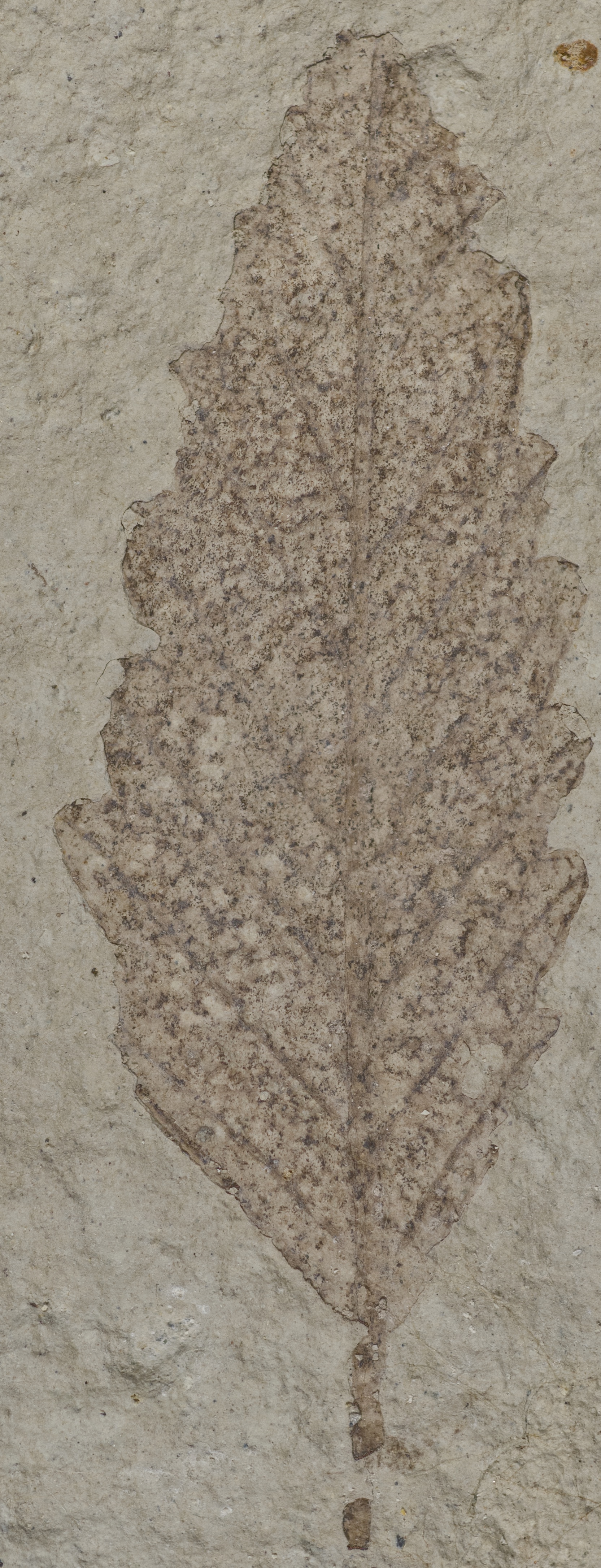 Fossil Image