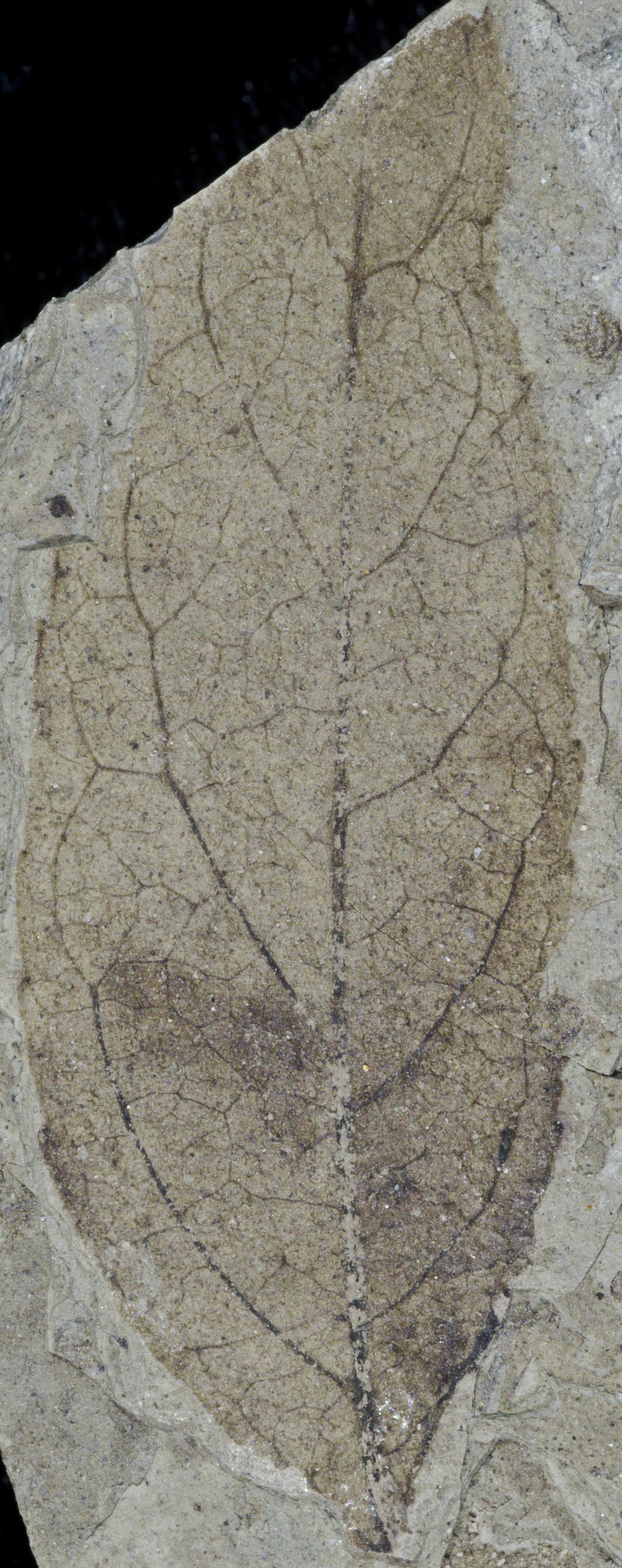 Fossil Image