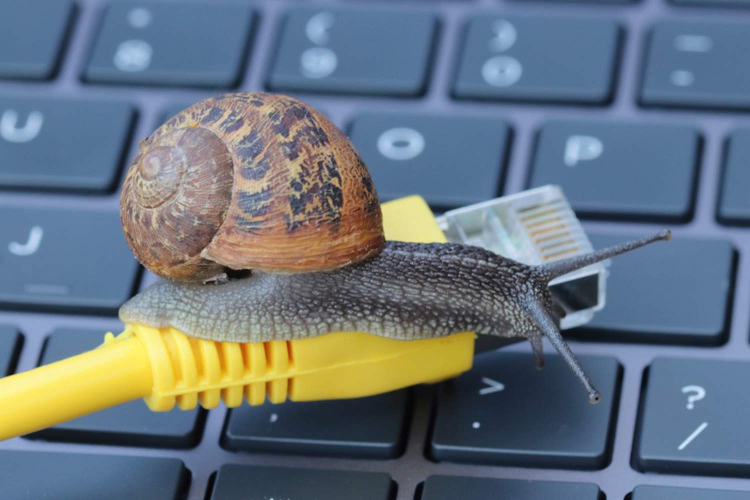What fibre speed do you need? Awesome speeds from 10 to 1000Mbps!