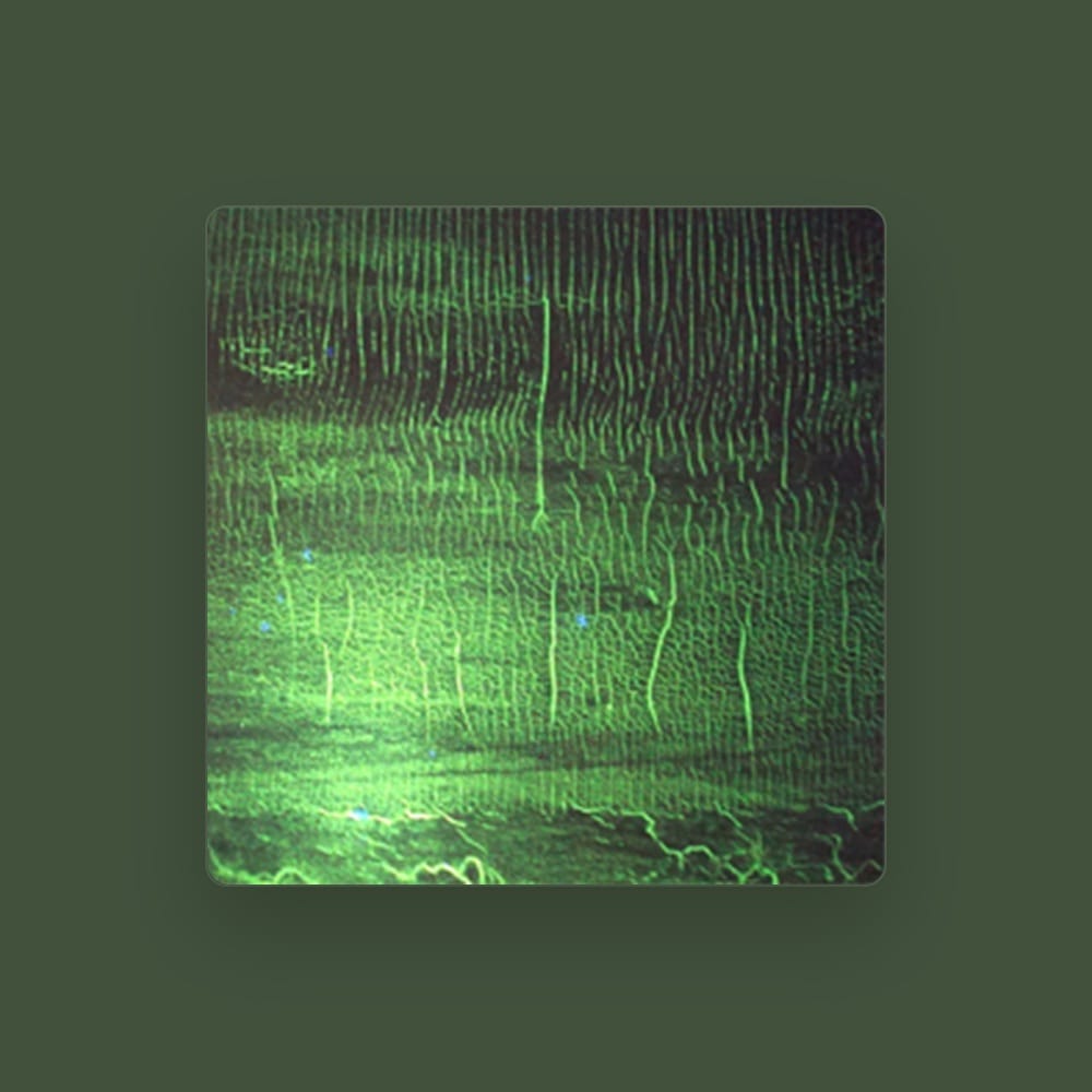 DONATO DOZZY