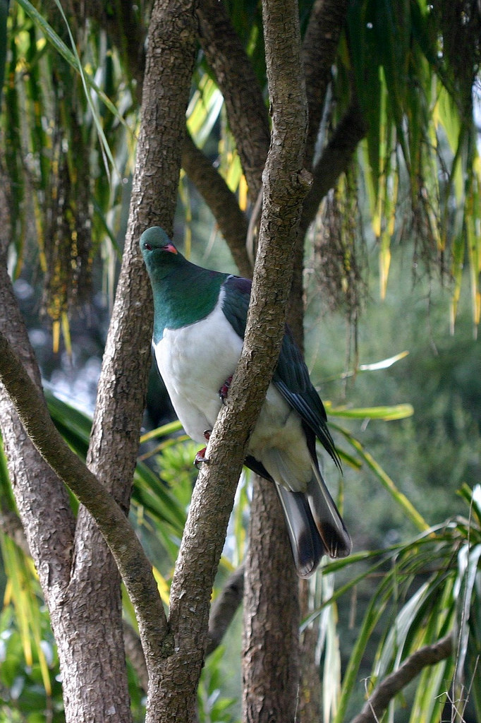 Auckland/Kereru_royalty_free.jpg
