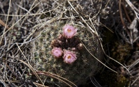 London/cactusscaled_200.jpg