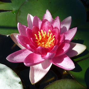 Marseille/lotus_rose.jpg