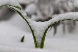 Montreal_photos/snowdrop.jpg