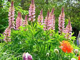 Nature/flowers-lupins.jpg