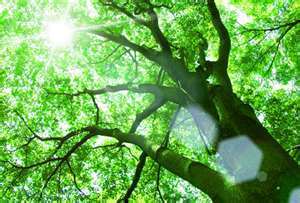 Seasonal_pictures/Sun_through_trees.jpg