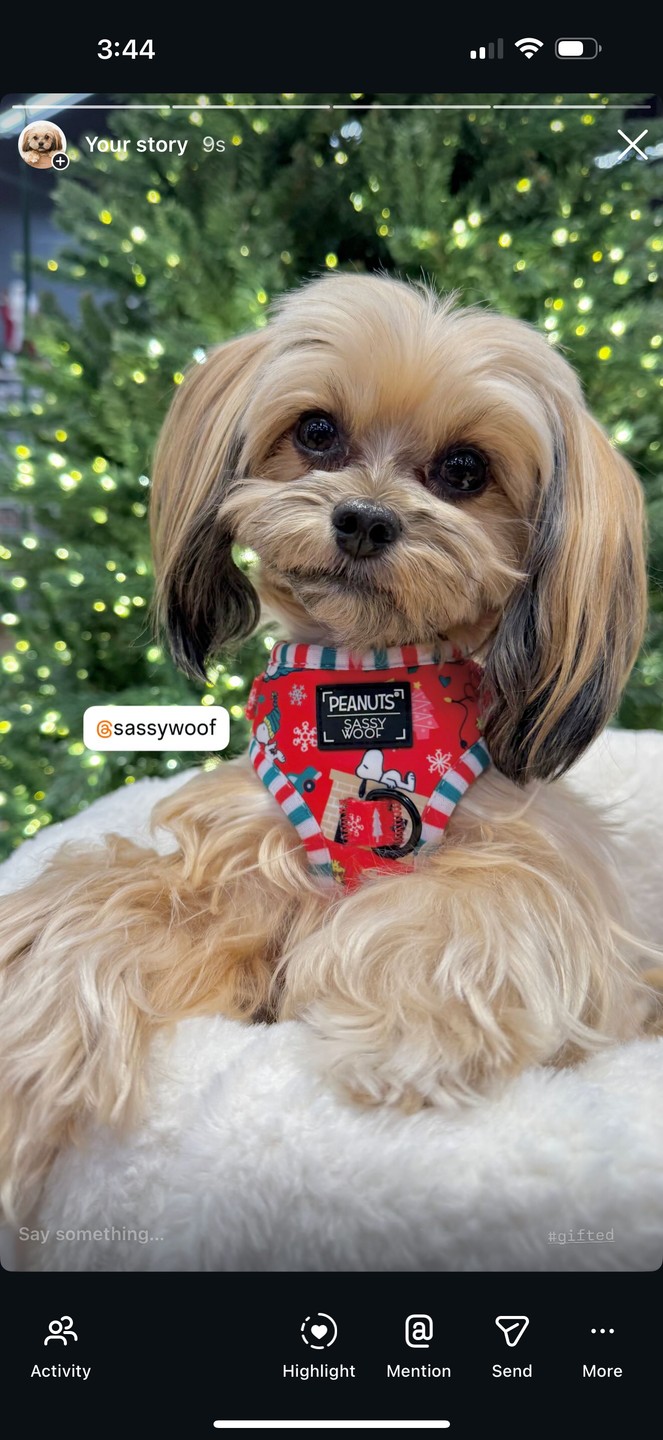 Sassy Woof content