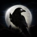 night-crows Image Alt