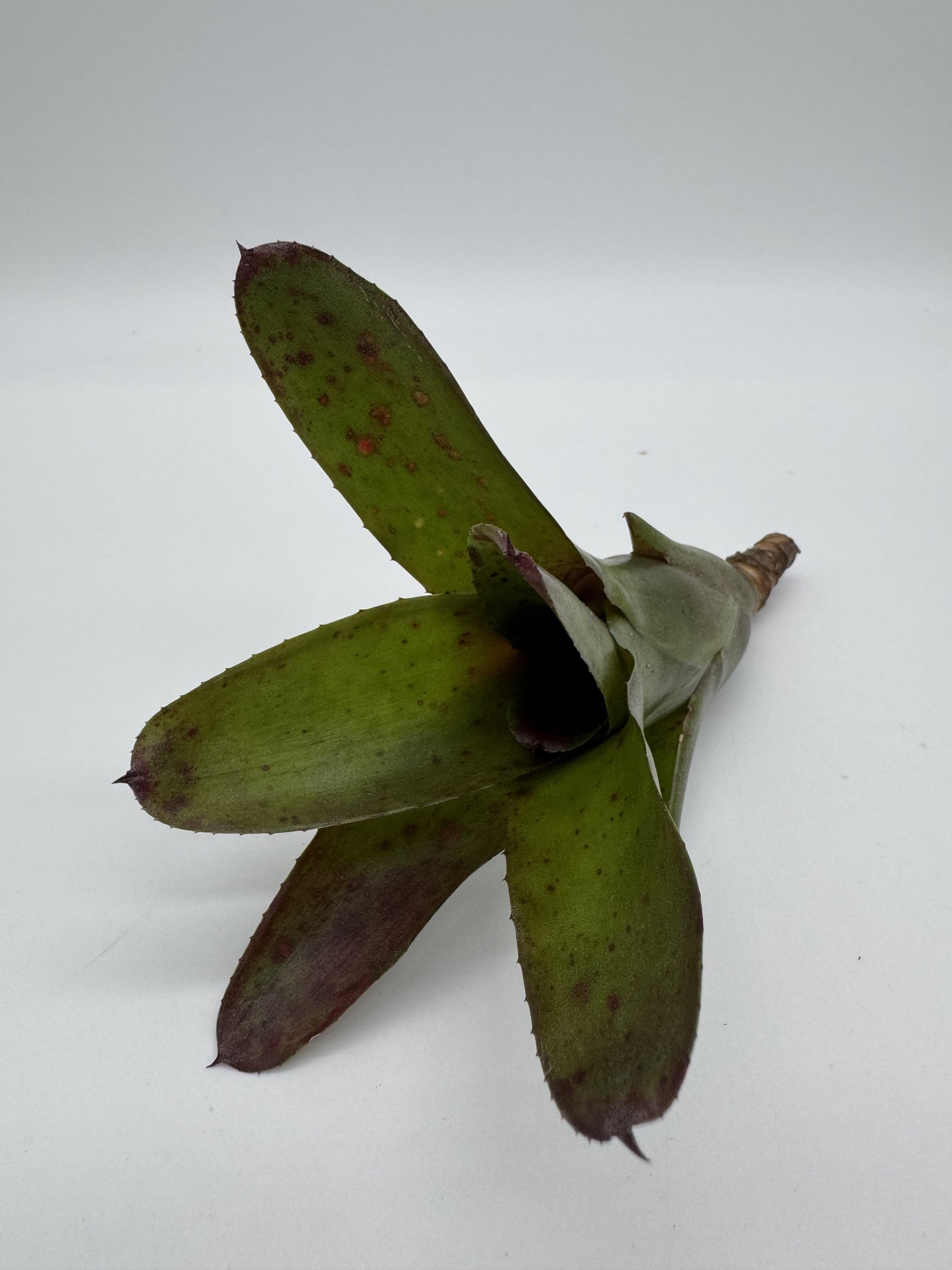 Eine grüne Bromelie mit spitzen Blättern, die rötliche Flecken aufweist, auf einem weißen Hintergrund.