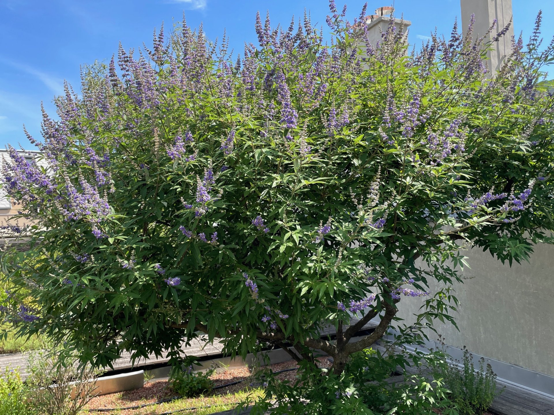 Blühender Vitex agnus-castus Baum mit lila Blüten, umgeben von grünem Laub, vor blauem Himmel.