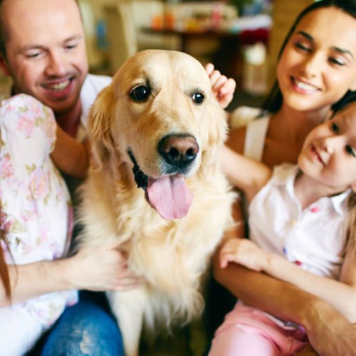 Eine Familie mit einem Golden Retriever, der in der Mitte sitzt. Der Hund hat die Zunge herausgestreckt und wird von den Familienmitgliedern, darunter ein Erwachsener und ein Kind, liebevoll gestreichelt. Die Umgebung ist ein gemütliches Wohnzimmer.