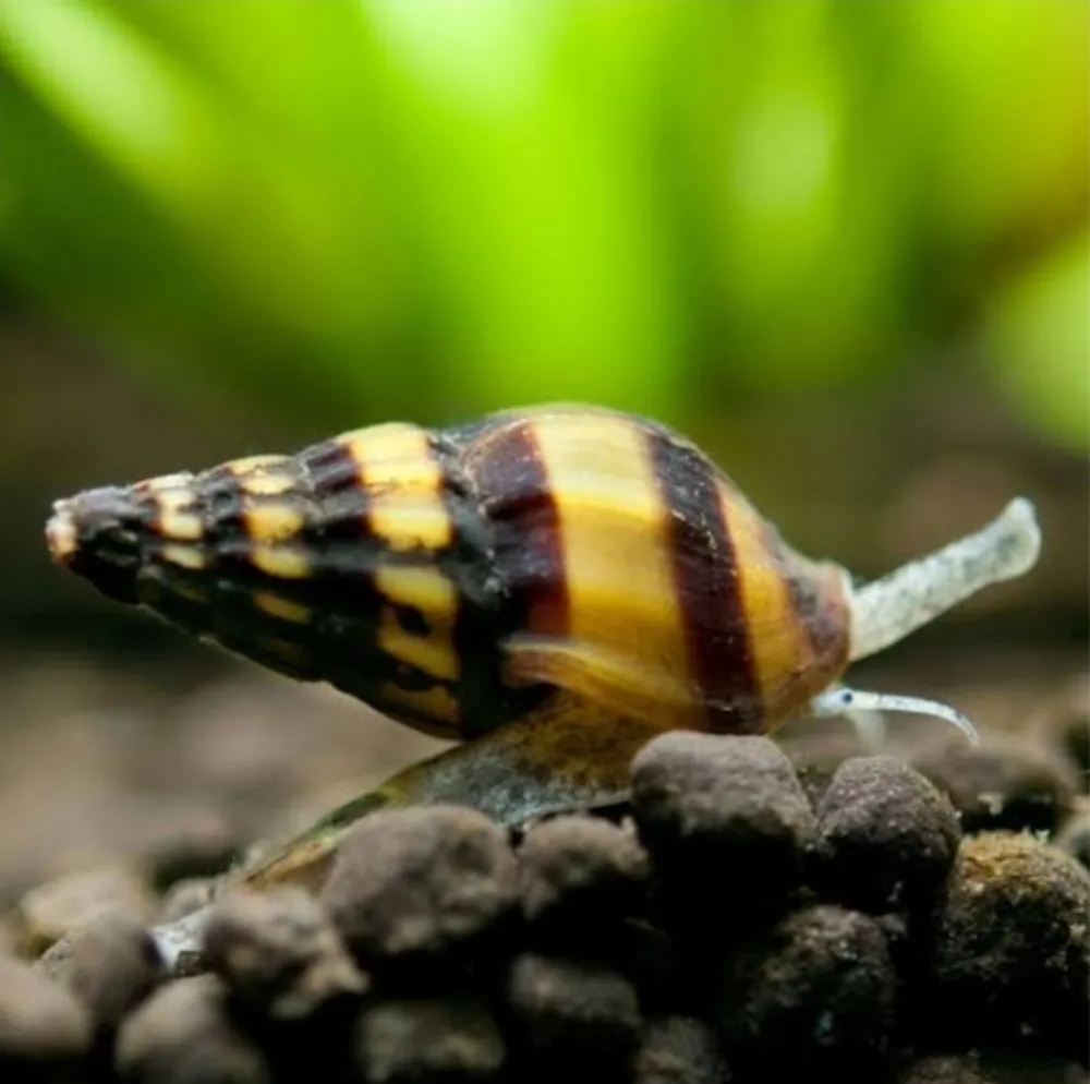 ASSASSIN SNAIL (SNAIL EATING SNAIL 🐌) buy online from SNK HOME BREED PETS