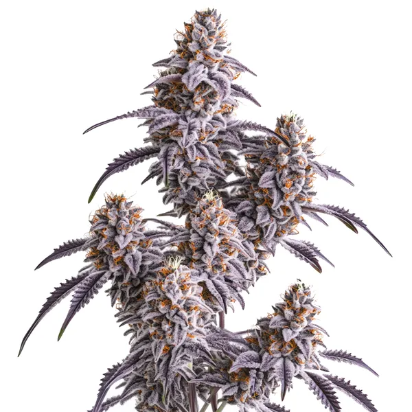 Blimburn Seeds DE - 107959