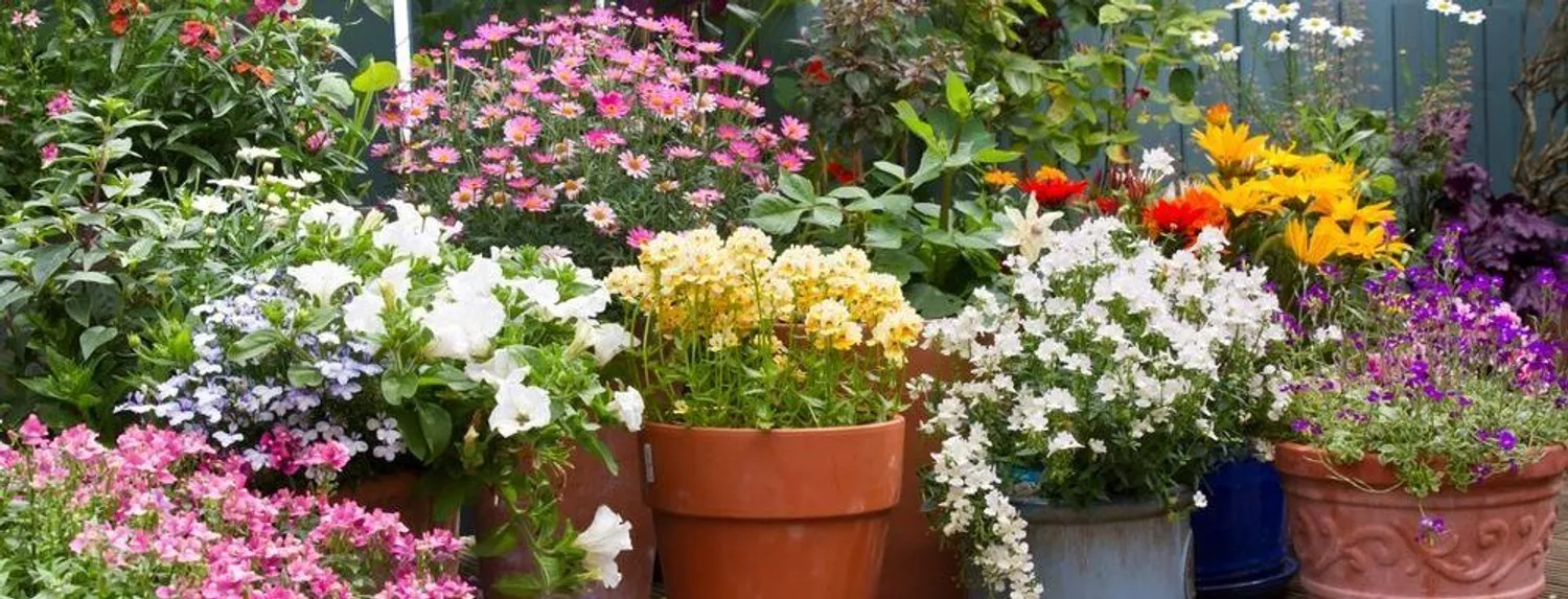 Biologische Potgrond