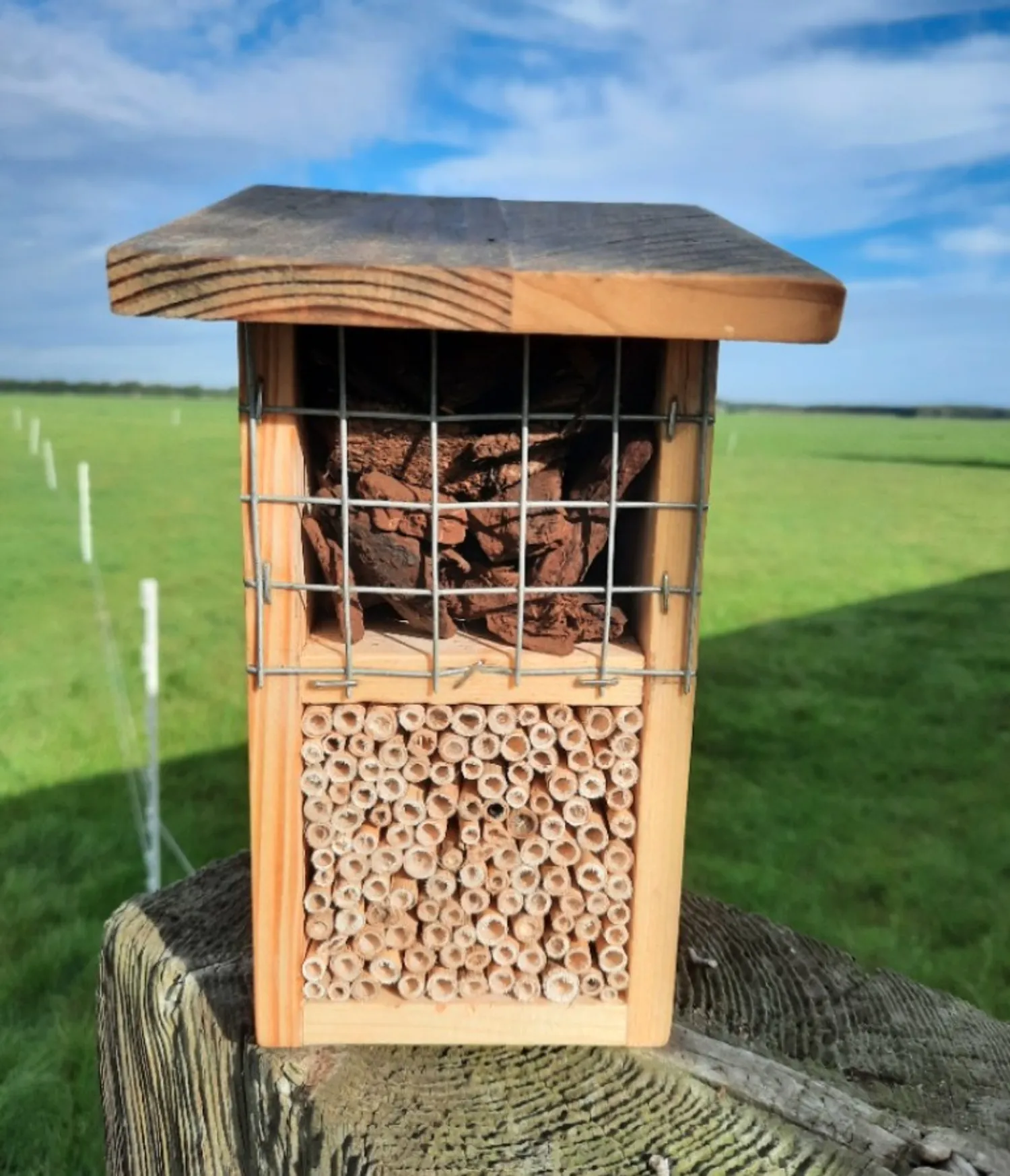 insecten.jpeg