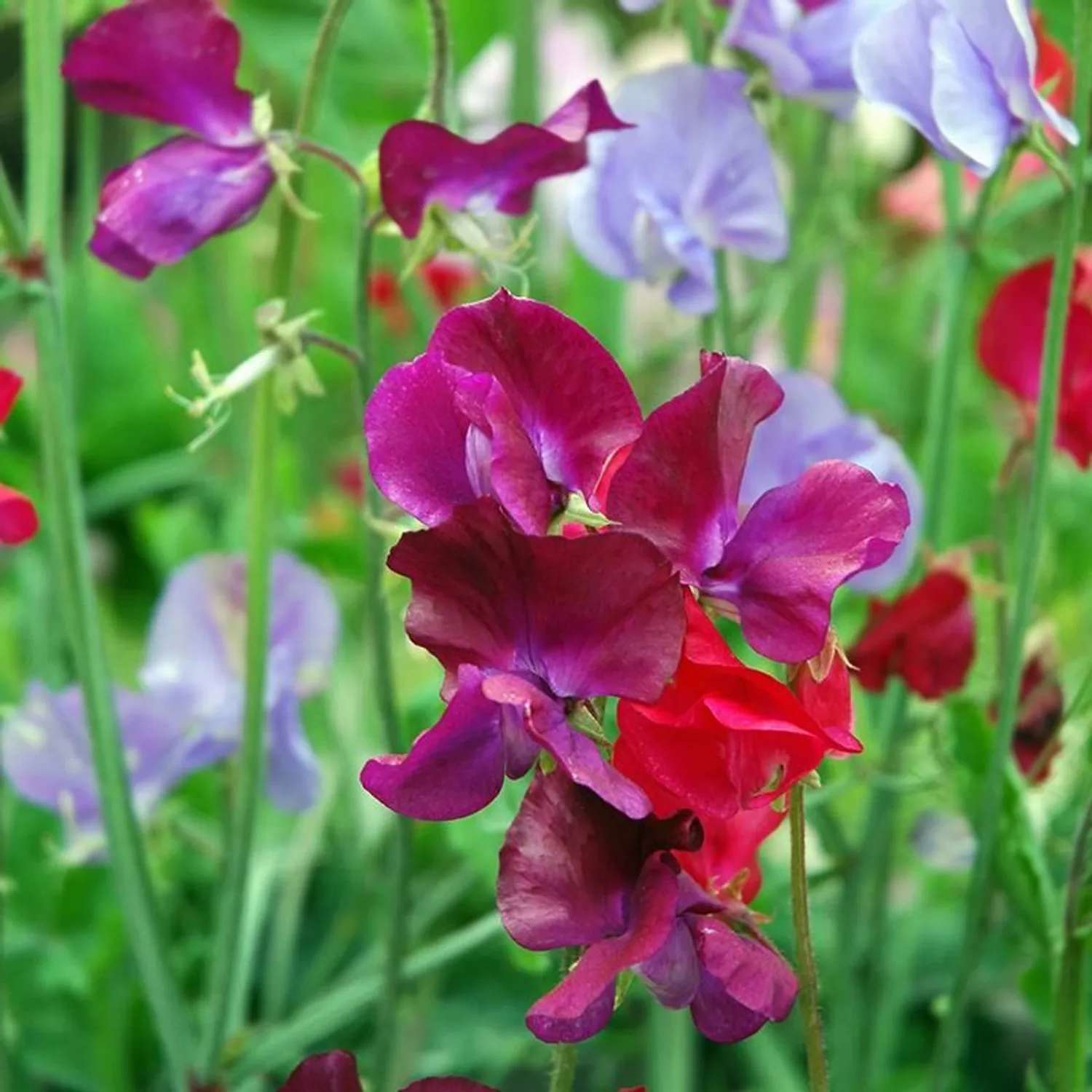 Lathyrus