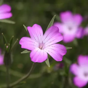 3270_dbweb__12.jpg