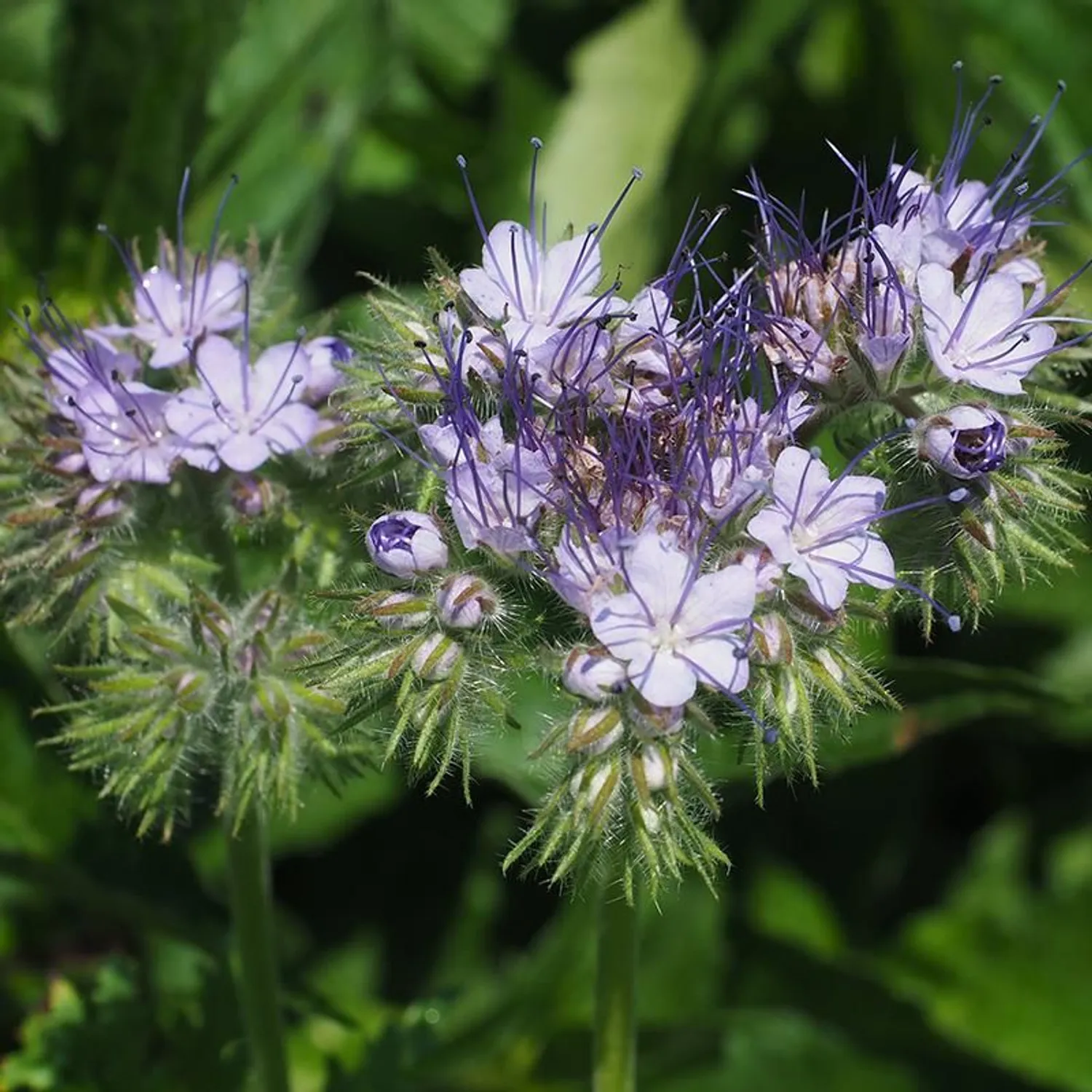 Gift -  phacelia green manure crop