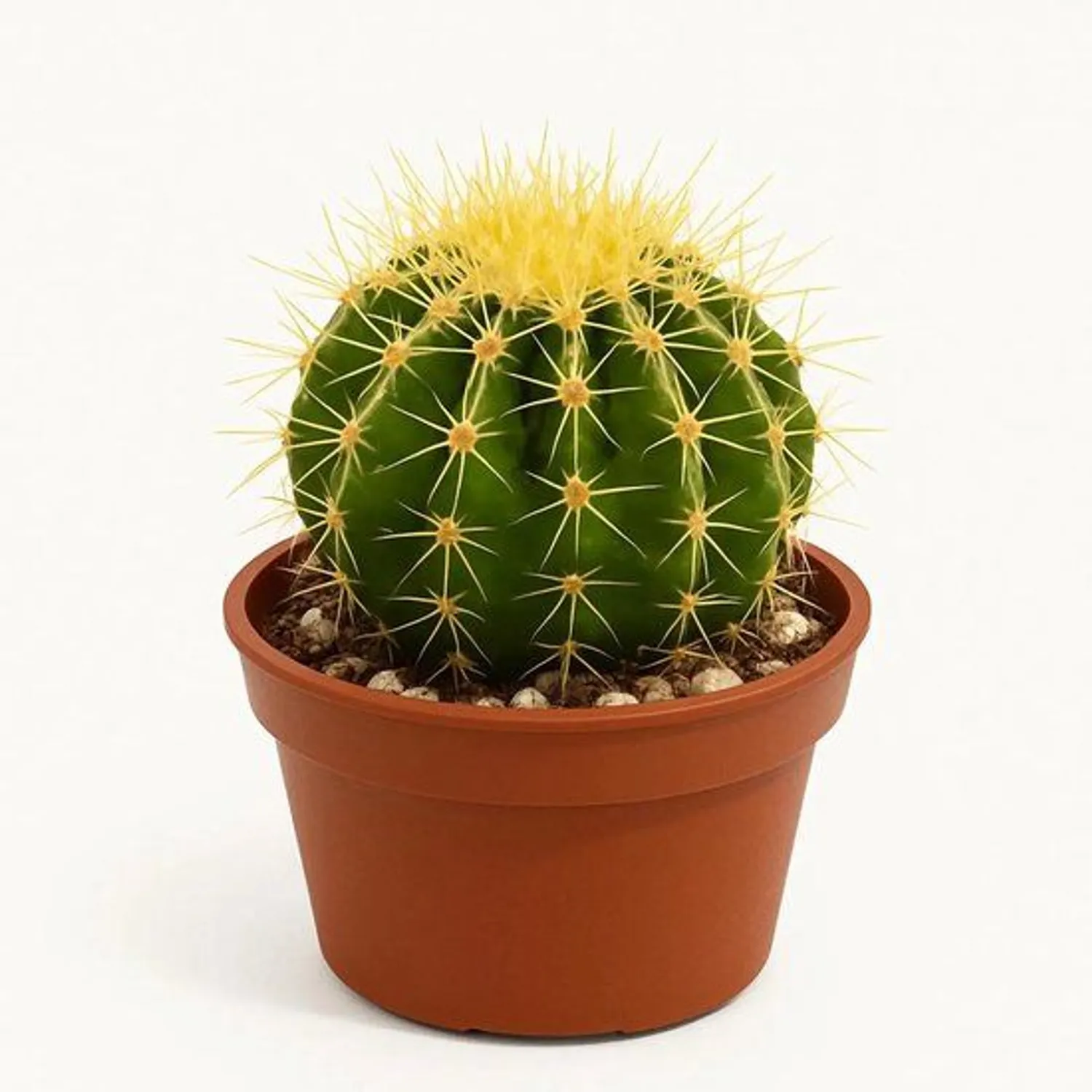 Premium Cactus Substrate