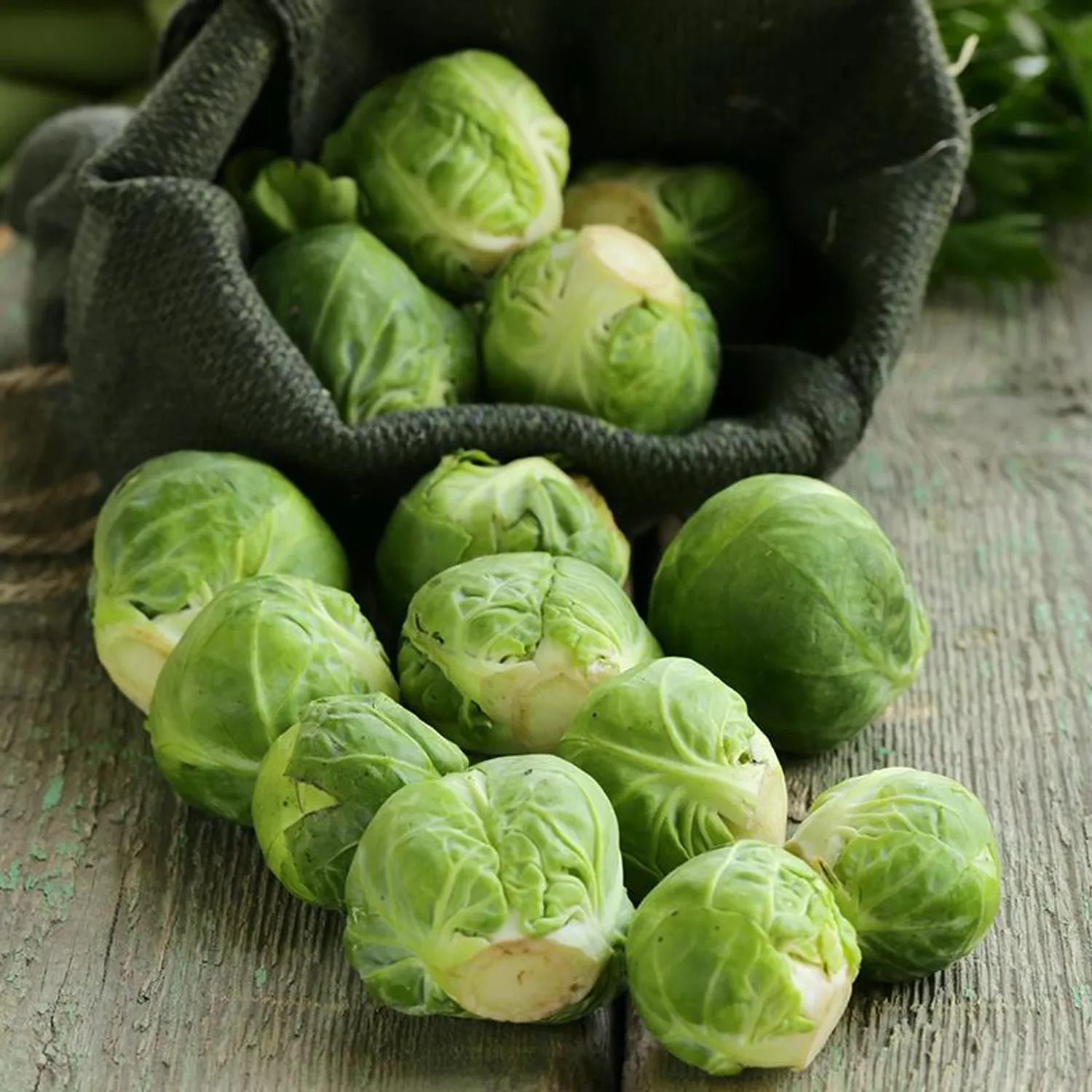 Brussels sprouts 'Groninger'