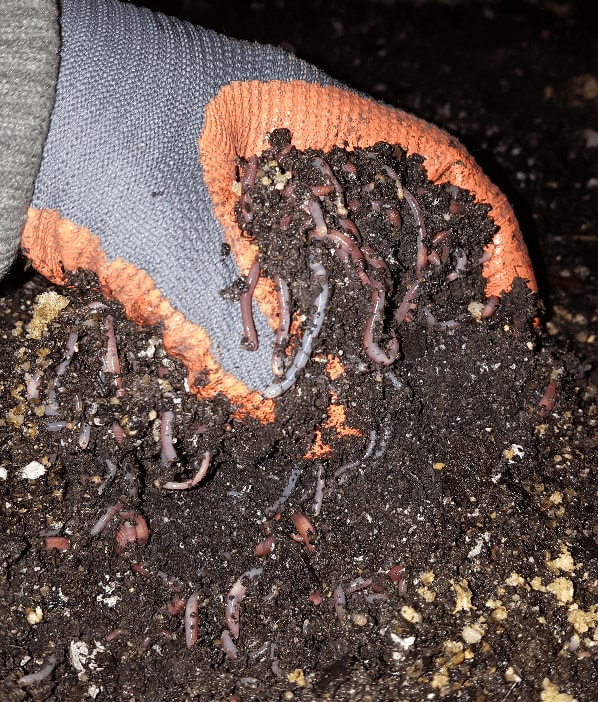 Worms mix for soil improvement