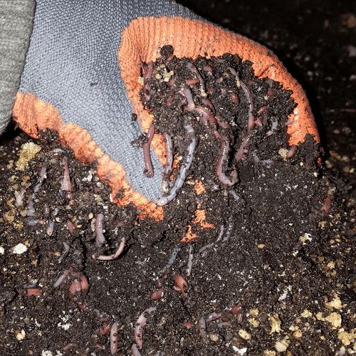 Worms mix for soil improvement