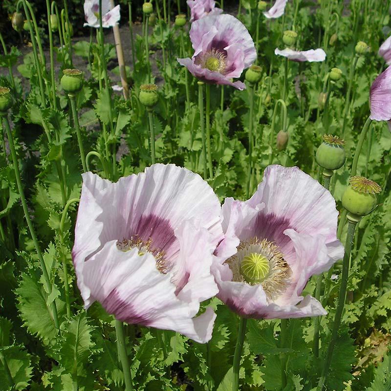 Opium poppy poppy