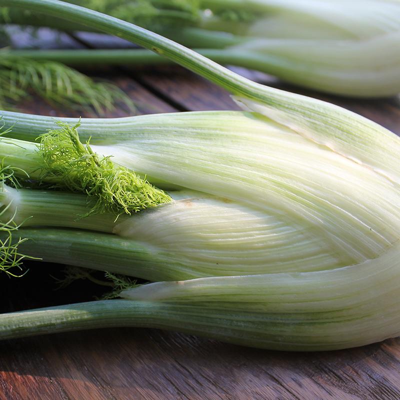 Fennel 'Fino'