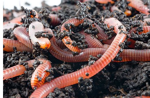 Compost Worms