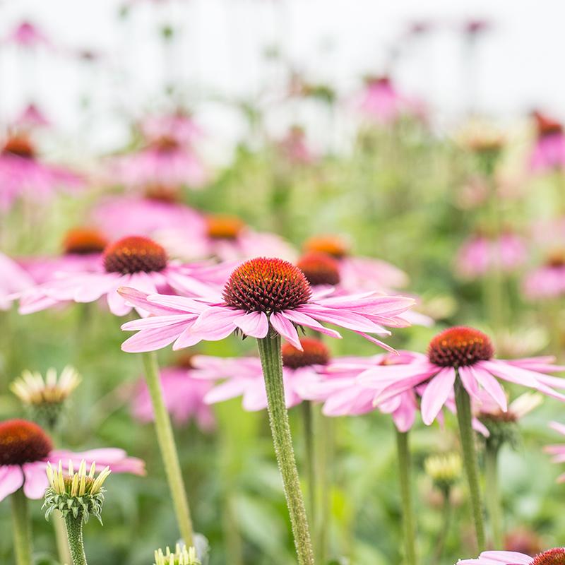 Red coneflower