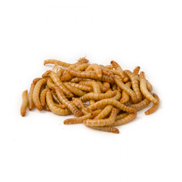 Mealworms