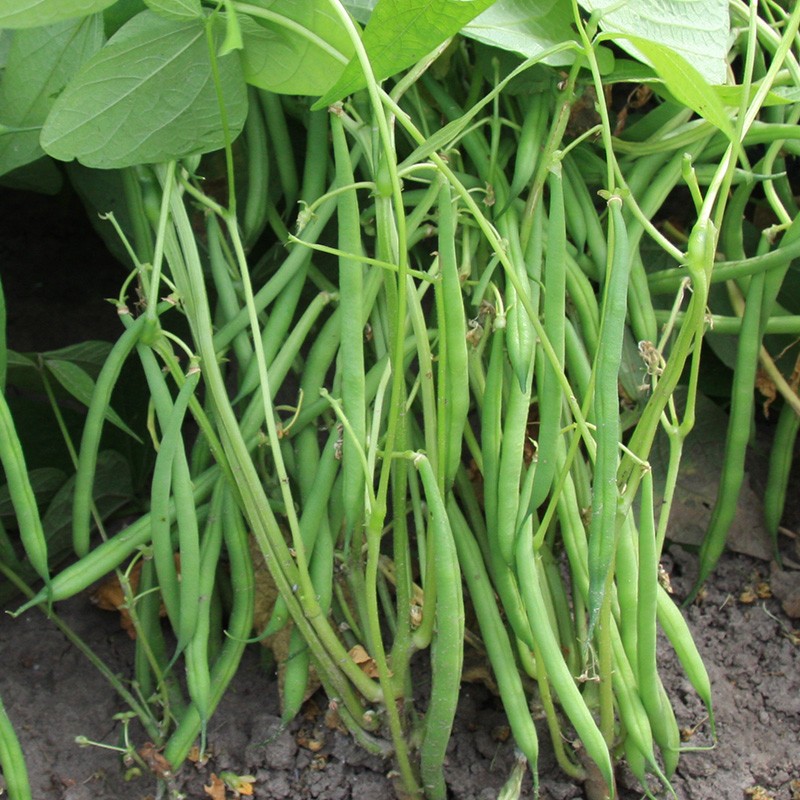 Standard green bean 'Faraday'