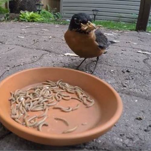 Mealworms