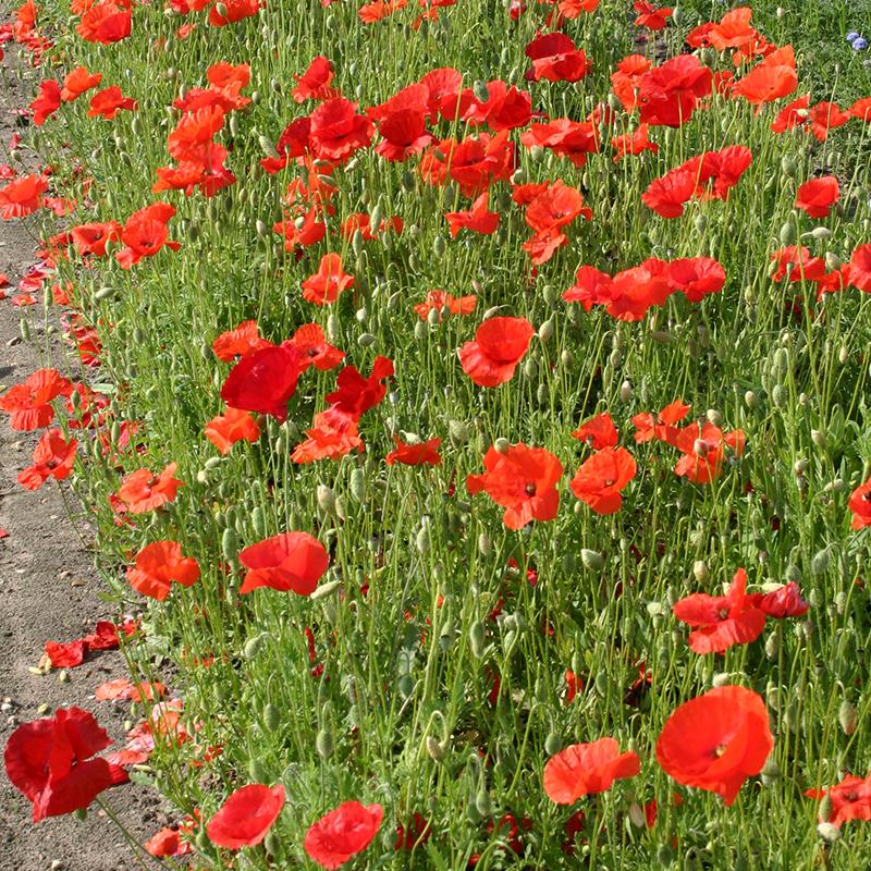 Poppy rhoeas