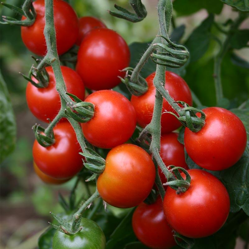 Cherry tomato 'Zuckertraube'